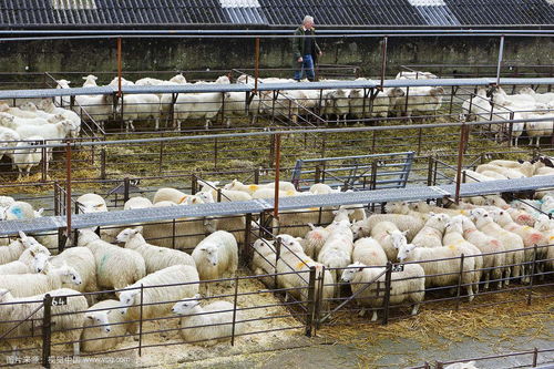 羊小反刍兽疫的典型症状,羊小反刍治疗方法